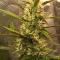 LSD-25 Auto (Fast Buds) Cannabis-Samen zu verkaufen