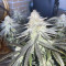 Mimosa EVO (Barney's Farm) Cannabis-Samen zu verkaufen
