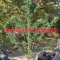 Kaufe Grandmommy Purple Samen feminisiert von Herbies Seeds