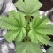 Northern Lights Auto Cannabis-Samen Kaufen