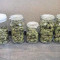 GG#4 Original Glue Auto Cannabis-Samen Kaufen
