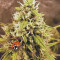 Blue Dream'matic Auto Cannabis-Samen Kaufen