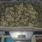 Original Big Bud Auto Cannabis-Samen Kaufen