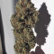 Strawberry Banana Auto Cannabis-Samen Kaufen