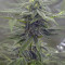 Auto Super Skunk Cannabis-Samen Kaufen