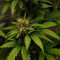 Orange Sherbet Auto Cannabis-Samen Kaufen