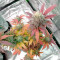 White Widow (Seedstockers) Cannabis-Samen zu verkaufen
