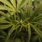 Kaufe Strawberry Pie Auto Samen feminisiert von Fast Buds