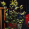 Kaufe Strawberry Pie Auto Samen feminisiert von Fast Buds