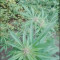 Kaufe Grandmommy Purple Samen feminisiert von Herbies Seeds