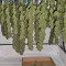 Malawi Regular (Ace Seeds) Cannabis-Samen zu verkaufen