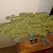Blueberry Hill Cannabis-Samen Kaufen