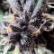 Purple Lemonade Auto Cannabis-Samen Kaufen