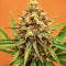 Sith OG feminisierte Samen (AlphaFem Seeds)