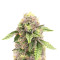 Sticky Sherbert GG feminisierte Samen (Seedkeepers)