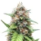 Auto Anonymass (Critical Mass Collective Seeds) Cannabis-Samen
