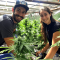 Blue Gelato 41 feminisierte Samen