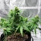 Edam Bomb (Cheese Bomb) (Bomb Seeds) Cannabis-Samen