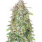 Forbidden Runtz Auto feminisierte Samen (Fast Buds)