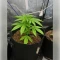 Gelato 44 (Tyson S) (Royal Queen Seeds)