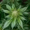 Green AK XL (AK-47 XL) (Zambeza Seeds) Cannabis-Samen