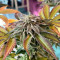 Mimosa (Herbies USA Express)