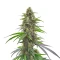 Permanent Marker (Blimburn Seeds)