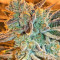 Pure Kush (Original Sensible Seeds) Cannabis-Samen