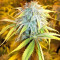 Pure Kush (Original Sensible Seeds) Cannabis-Samen