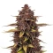 Purple Lemonade Auto RF3 (Fast Buds)