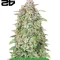 Starter Bundle #1: 3x3 seeds (Mixed)