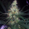 Three Blue Kings (Humboldt Seeds Organization) Cannabis-Samen
