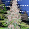 Tropicanna Poison F1 Fast Version feminisiertes Saatgut (Sweet Seeds)