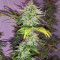 WiFi Kush feminisierte Samen (AlphaFem Seeds)