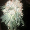 Green Ninja (Heavyweight Seeds) Cannabis-Samen