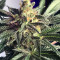 American Stafford (Kera Seeds) Cannabis-Samen