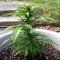 Jack-Matic Auto (Blackskull Seeds) Cannabis-Samen