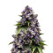 Auto Purple (Original Sensible Seeds) Cannabis-Samen