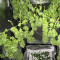 Black Jack (Sweet Seeds) Cannabis-Samen
