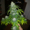 Blue Amnesia Auto cannabis strain