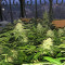 Buddha Deimos Auto regular (Buddha Seeds) Cannabis-Samen