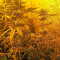 Chocolate Mint OG (Humboldt Seeds Organization) Cannabis-Samen