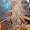 Chocolate Mint OG (Humboldt Seeds Organization) Cannabis-Samen