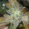 Do-Si-Dos (Pyramid Seeds) Cannabis-Samen