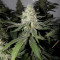 Gelato Sorbet (DNA Genetics) Cannabis-Samen