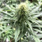 Gorilla x White Widow (Expert Seeds) Cannabis-Samen
