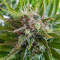 Grapefruit Auto (Fast Buds) Cannabis-Samen