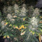 Green Gelato Automatic (RQS) Cannabis-Samen