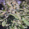Hindu Kush (Sensi Seeds) Cannabis-Samen