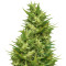 Jamaican Pearl regular (Sensi Seeds) Cannabis-Samen